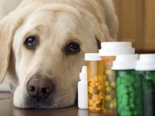 “狗药”真能抗癌？有科学依据，但毒副作用无法预知 