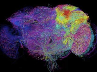 谷歌自动重建果蝇完整大脑，40万亿像素图像首度公开 