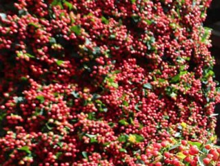 一支七夕玫瑰和四个男人：云南斗南的鲜花生意如何运转？